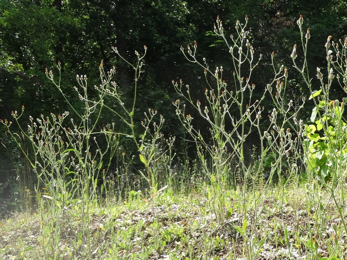 Crepis foetida subsp. rhoeadifolia (Asteraceae)